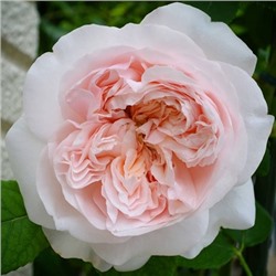 Роза Клэр Роуз (английская) (Код: 91463)